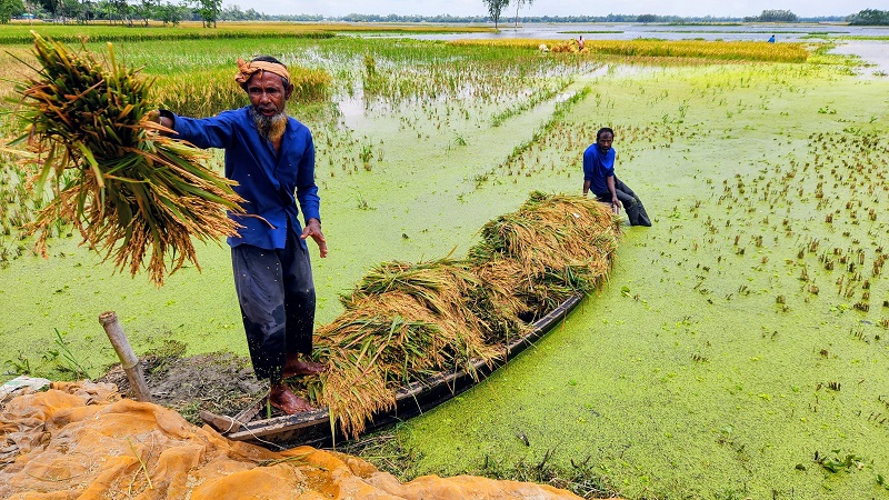 Rice prices fail to cover farm labour costs in Sherpur
