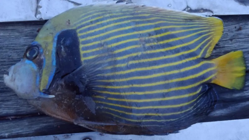Angelfish Rare Color Identification: Ultimate Guide to Stunning Varieties