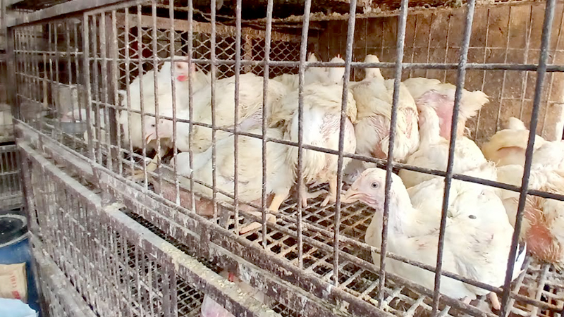 Broiler prices jump, vegetables remain stable, consumer impact